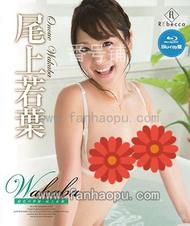 番号REBDB-235封面图片主演:尾上若葉ed2k磁力链接迅雷下载